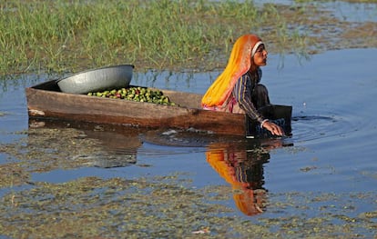 Una mujer recolecta casta?as de agua, localmente conocidas como 'singada', en un charco en la localidad de Nasirabad (India).