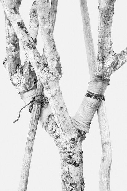 'Ways to Tie Trees (Maneras de atar árboles)', Woong Soak Teng, 2005-2018.