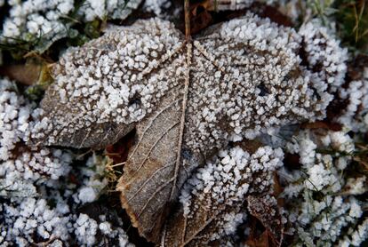 La escarcha cubre una hoja otoñal cerca de Ginebra (Suiza), el 9 de diciembre de 2016.