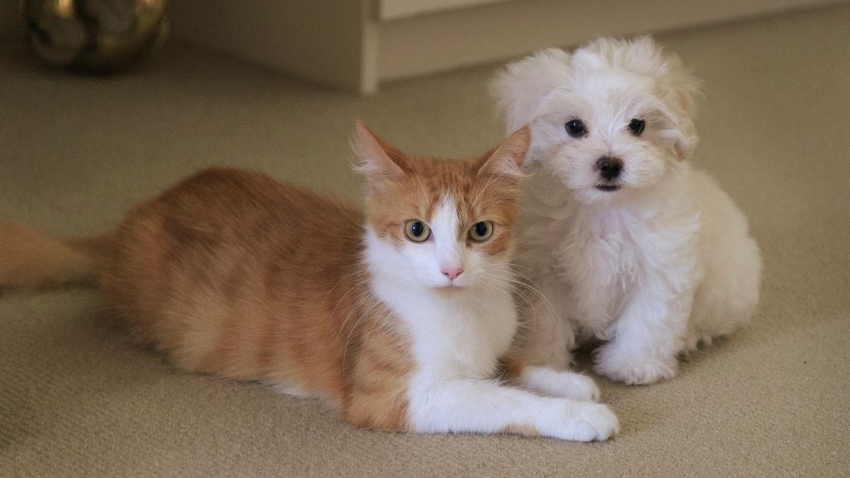 El guante que elimina el pelo de las mascotas en segundos y conquista a los amantes de los animales