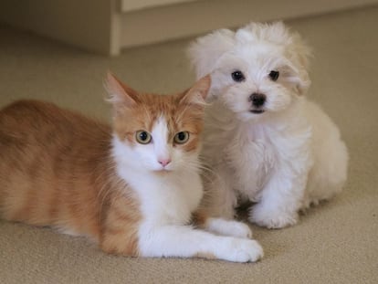 Sirve para peinarles mientras eliminas el pelo sobrante y también para los sofás y la ropa.