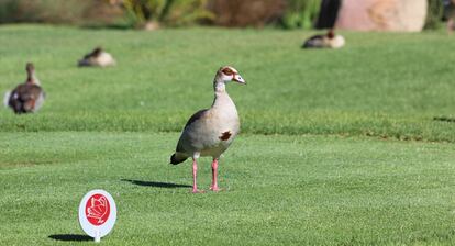 El ganso del Nilo, especie invasora en Europa, se ha habituado al césped irrigado de parques y campos de golf.