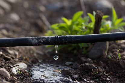 Los cultivos de regado suponen el 80% del consumo del agua y aunque se ha avanzado en su modernizacin, an queda mucho que hacer en las 7.000 comunidades de regantes del pas.