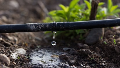 Los cultivos de regadío suponen el 80% del consumo del agua y aunque se ha avanzado en su modernización, aún queda mucho que hacer en las 7.000 comunidades de regantes del país.