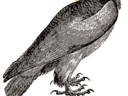 El pajarito y el buitre