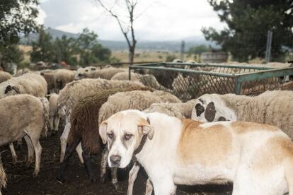 Junto a un rebaño de ovejas en Madarcos (sierra Norte) en junio de 2019.