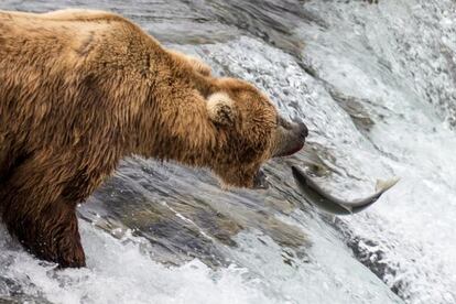 Un oso en un r&iacute;o de Alaska.