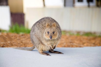 El quokka. Este simpático marsupial que siempre parece sonreír fue nombrado “el animal más feliz del 
mundo” en 2013. Ahora es el reclamo turístico de la isla australiana de Rottnest, hogar de estos animales. De Roger Federer a Margot Robbie, todos quieren un selfi con ellos. En la imagen, un quokka en la isla de Rottnest.