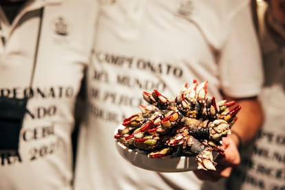 No hay dos lotes iguales, ni dos percebes iguales, afirma el organizador del primer concurso de percebes, fallado en Cedeira (A Coruña).