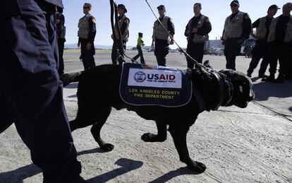 Un perro del cuerpo de bomberos de Los Ángeles (EE UU) se dispone a viajar a Haití en busca de supervivientes bajo los escombros