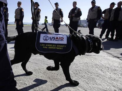 Un perro del cuerpo de bomberos de Los Ángeles (EE UU) se dispone a viajar a Haití en busca de supervivientes bajo los escombros