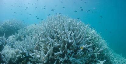 La Unesco declaró la La Gran Barrera de Coral de Australia como "ecosistema en peligro" en 2015.