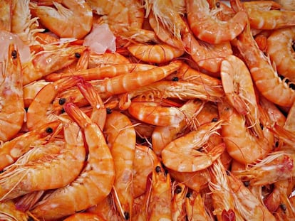 Las gambas acumulan cuatro veces más cadmio en la cabeza que en el cuerpo.