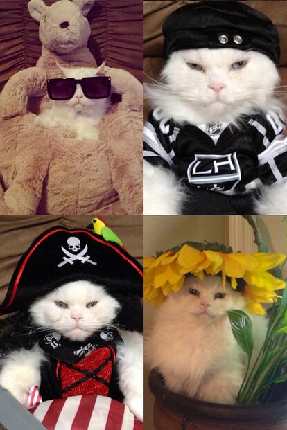 Los gatos también tienen cabida en el mundo fashion. @georgethekat es uno de los felinos más activos de Instagram con más de 6.700 seguidores. Le encantan las gafas y disfrazarse de super héroe. Un claro ejemplo de la mascota que todo niño querría tener entre sus manos.