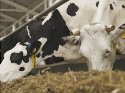 Los productos de Global Feed se emplean en avicultura, crianza de ganado porcino y vacuno y en acuicultura.