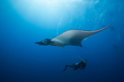 Un buceador observa una manta gigante en Roca Partida, Revillagigedo.