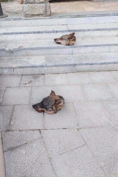 Dos cabezas de lobo depositadas ante el Ayuntamiento de Ponga (Asturias).