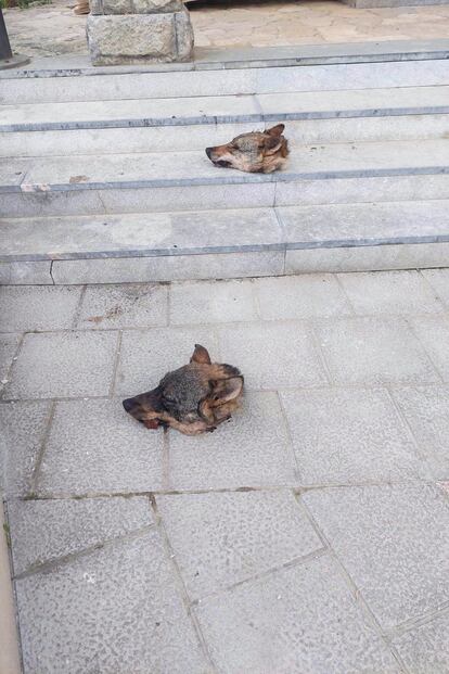 Dos cabezas de lobo depositadas ante el Ayuntamiento de Ponga (Asturias).