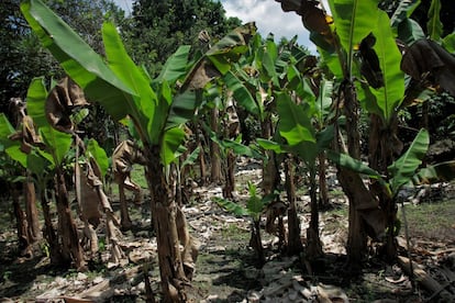 Además de la quema, en los cañaverales se utiliza glifosato, un químico utilizado en el pasado por el Gobierno para matar las matas de coca. El glifosato favorece la maduración de la caña, pero también acaba con el resto de cultivos sobre los que cae arrastrado por el viento.