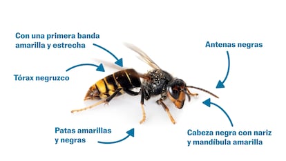 Preguntas y respuestas sobre las velutinas, la avispa asiática que ha matado a tres personas en Galicia