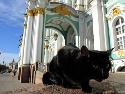 Un gato, frente al Hermitage, en una imagen de octubre de 2015