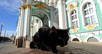 Un gato, frente al Hermitage, en una imagen de octubre de 2015