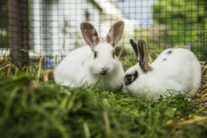 Dos conejos, en una jaula.