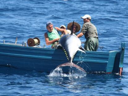 Tres pescadores capturan un atún rojo en el estrecho de Gibraltar.