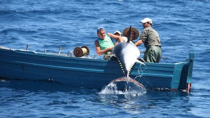 Tres pescadores capturan un atún rojo en el estrecho de Gibraltar.