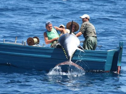 Tres pescadores capturan un atún rojo en el estrecho de Gibraltar.