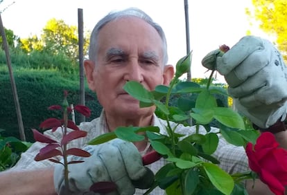 Benito Cotarelo, maestro jardinero, cuidando de uno de sus rosales.