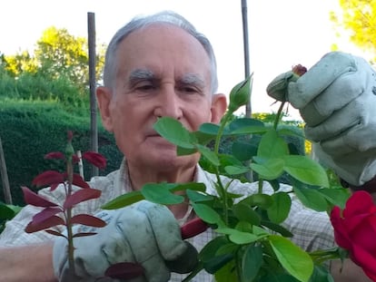 Benito Cotarelo, maestro jardinero, cuidando de uno de sus rosales.