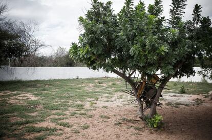 Pupitres viejos que fueron descartados y "guardados" en un árbol dentro de una escuela.