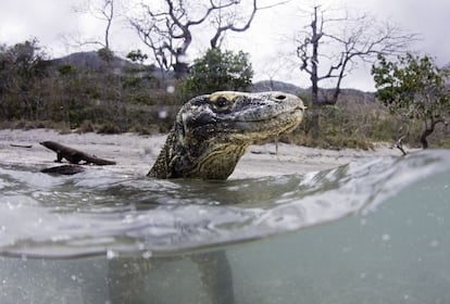 Un dragón de Komodo en la isla Rinca, en el parque nacional Komodo (Indonesia).