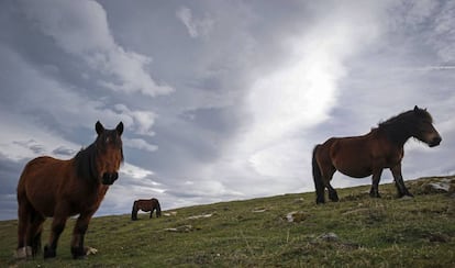 Varios caballos pastan en el monte Jaizkibel, en Lezo (Gipúzcoa), donde el viento sur ha elevado las temperatura hasta los 18ºC.