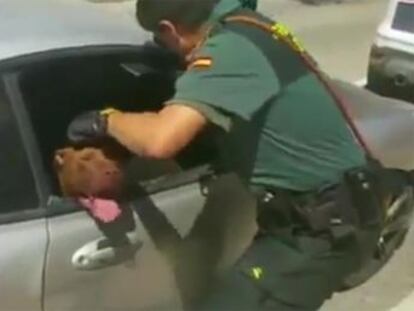 La Guardia Civil liberó al pitbull en la ciudad alicantina de Aspe