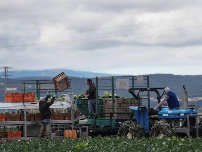 Trabajadores migrantes en el Valle de Salinas, California, el 30 de marzo.