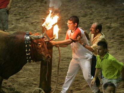 Imagen de un `bou embolat&acute; en Castell&oacute;n.