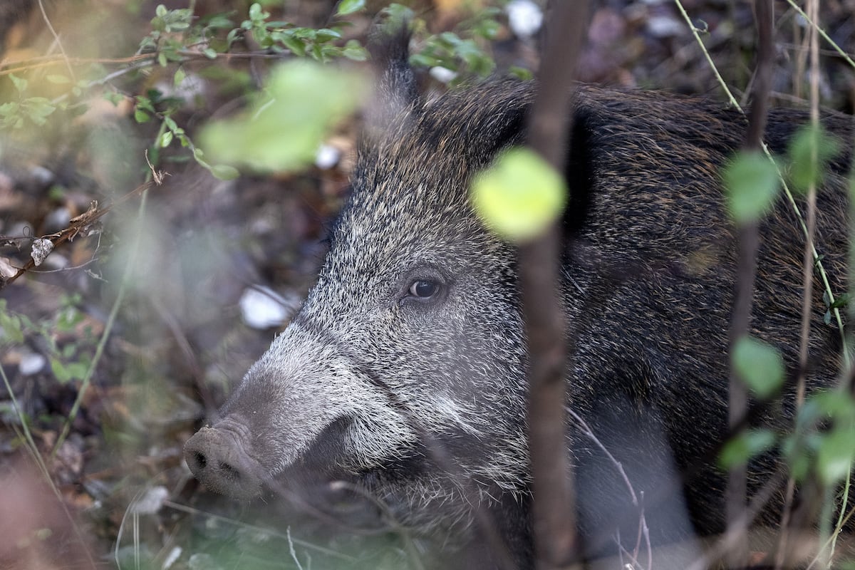 Agricultura investiga si el virus de la peste porcina africana de Collserola salió de un laboratorio