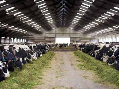 Una granja de vacas de leche.