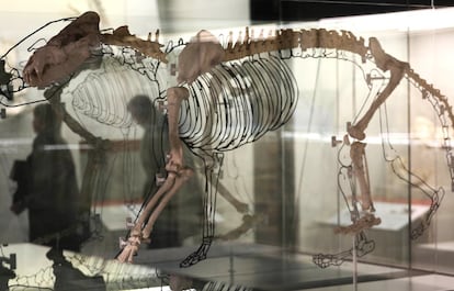 Los restos fosilizados de las vitrinas se enriquecen con recreaciones de cómo eran los animales y su entorno realizadas por el ilustrador Mauricio Antón.