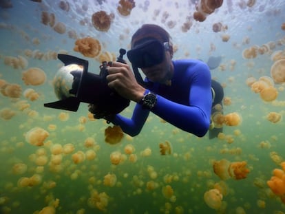 El ecólogo marino Enric Sala, en el Lago de las Medusas de Palaos.