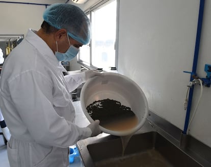 A worker rinses the caviar at the sturgeon farm in Baygorria, 270km north of Montevideo, on August 31, 2016.
A Uruguayan firm, "Esturiones del Rio Negro", produces and exports since 2000 caviar under the brand "Black River Caviar", an atypical product from a country traditionally known as a beef exporter. / AFP PHOTO / MIGUEL ROJO