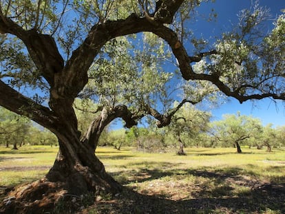 Olivar en la comarca del Montsià (al sur de Tarragona).