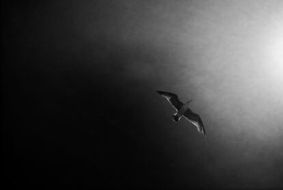 Una gaviota vuela sobre Playa Mujeres.