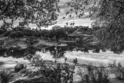 Dehesa. Millanes de la Mata. Extremadura. 2010.