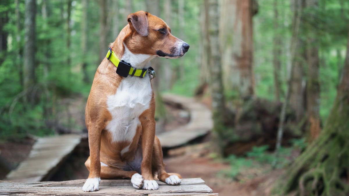 El localizador GPS para mascotas resistente al agua y sin suscripción que está triunfando