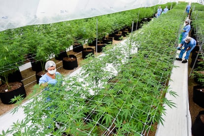 Empleados podan plantas de marihuana en un invernadero en Nueva Helvecia, Uruguay, el miércoles 30 de enero de 2019.