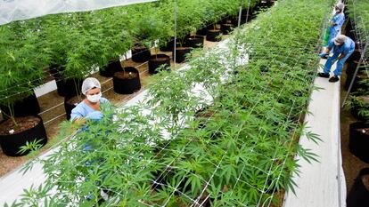 Una plantación de marihuana en Nueva Helvecia (Uruguay).