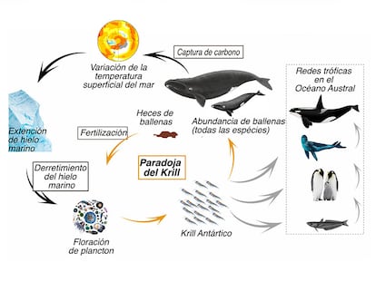 ARGENTINA - BALLENA AUSTRAL